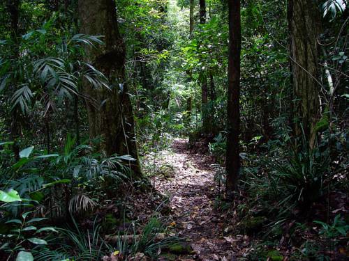 Springbrook Lyrebird Retreat