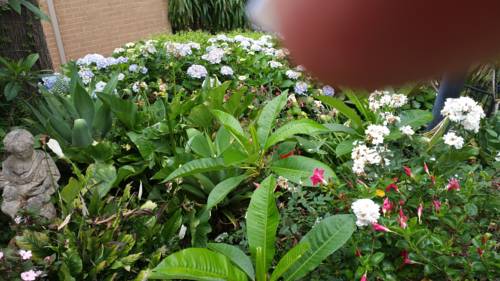 Terrigal Secret Garden