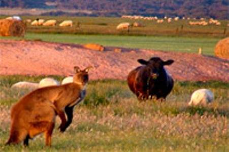 Flinders Chase Farm